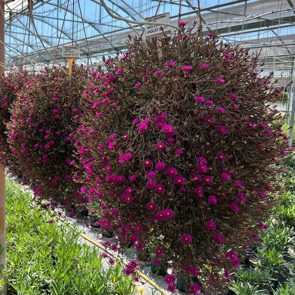 Delosperma Desert Dancers Purple - Alfombra rosa