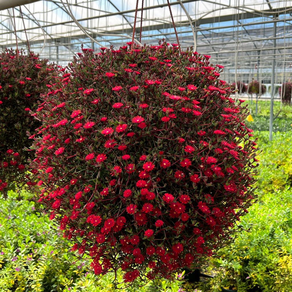 Delosperma Desert Dancers Red - Alfombra rosa