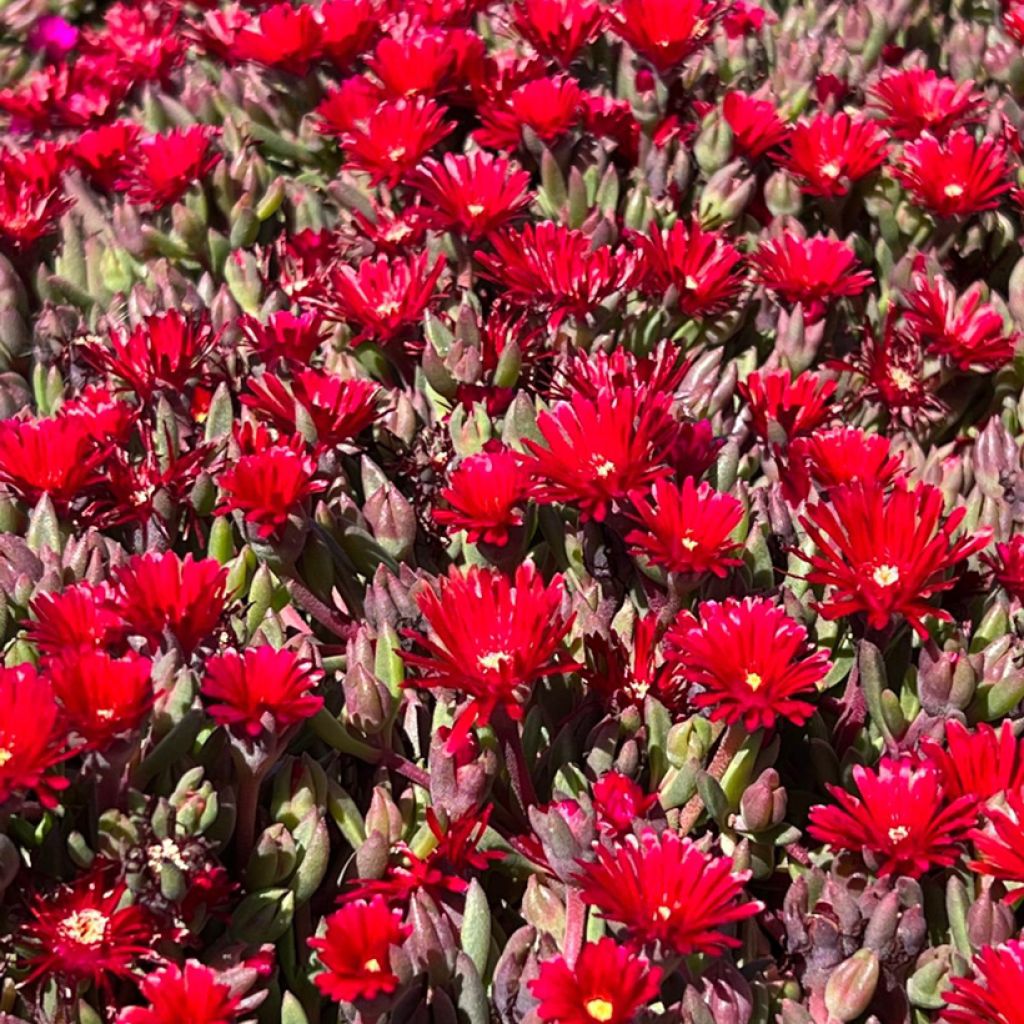 Delosperma Desert Dancers Red - Alfombra rosa