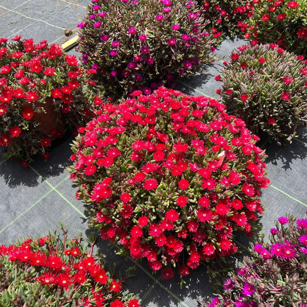 Delosperma Desert Dancers Red - Alfombra rosa