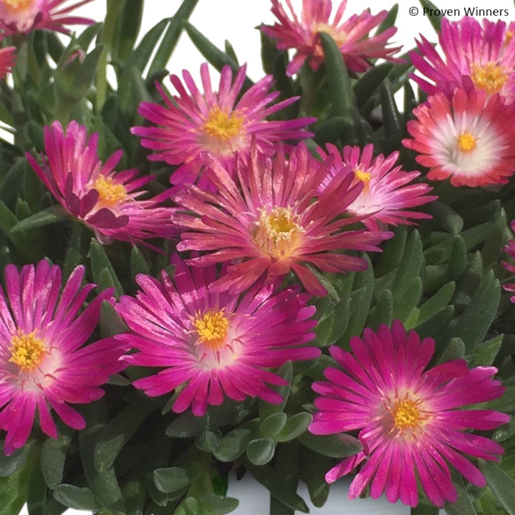 Delosperma Royal Ranger Neon - Alfombra rosa