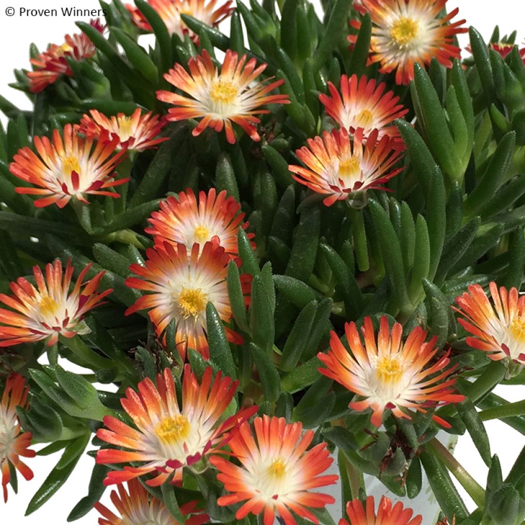 Delosperma Royal Ranger Red - Alfombra rosa