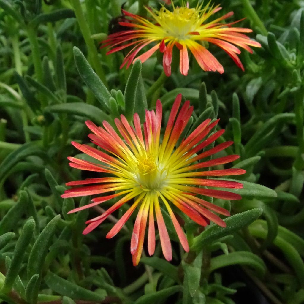 Delosperma Wheels of Wonder Fire