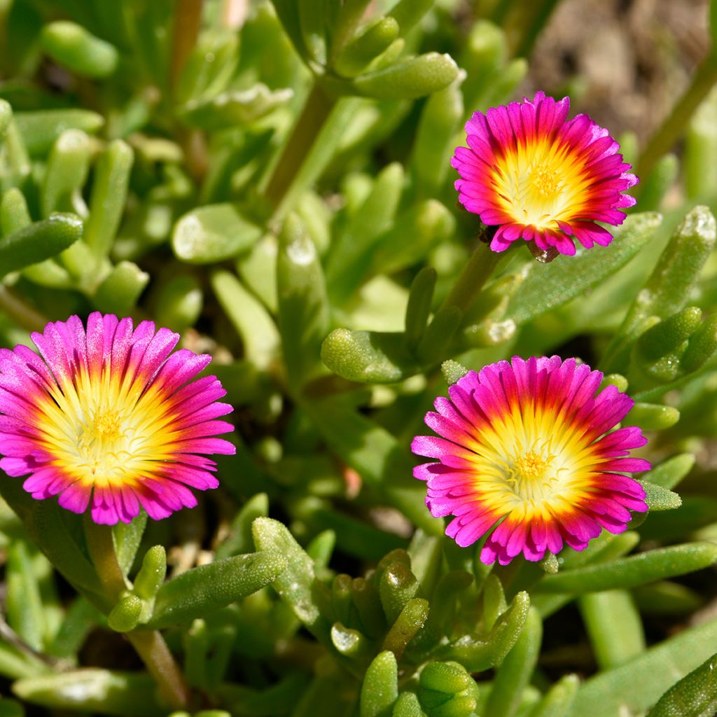 Delosperma Wheels of Wonder Hot Pink - Alfombra rosa