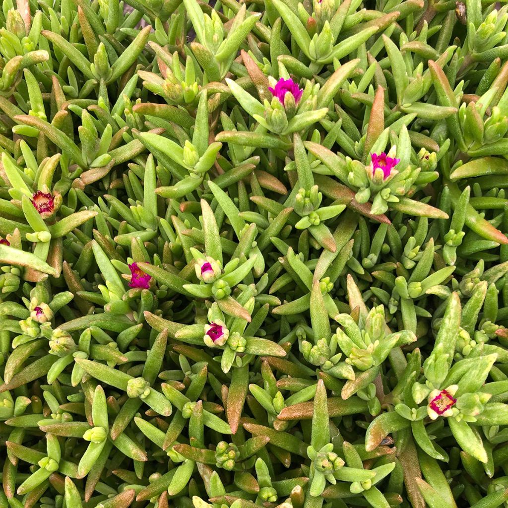 Delosperma Wheels of Wonder Hot Pink