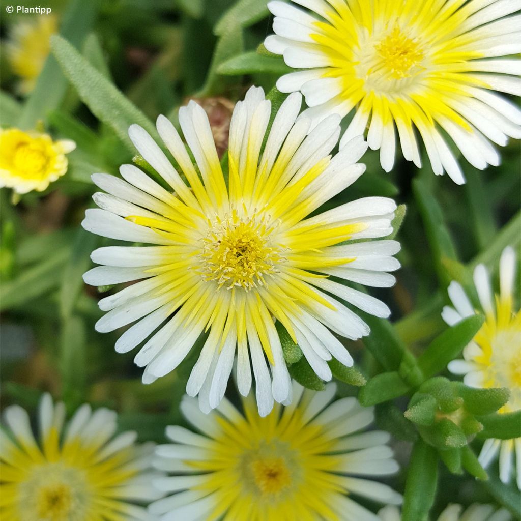 Delosperma Wheels of Wonder Limoncello