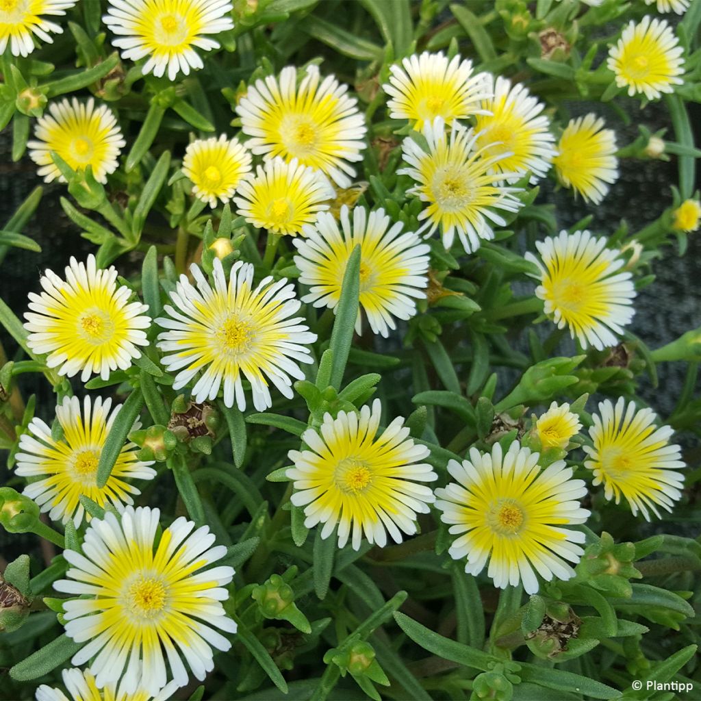 Delosperma Wheels of Wonder Limoncello