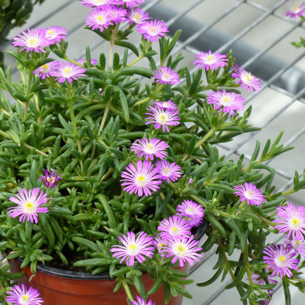 Delosperma Wheels of Wonder Violet - Alfombra rosa