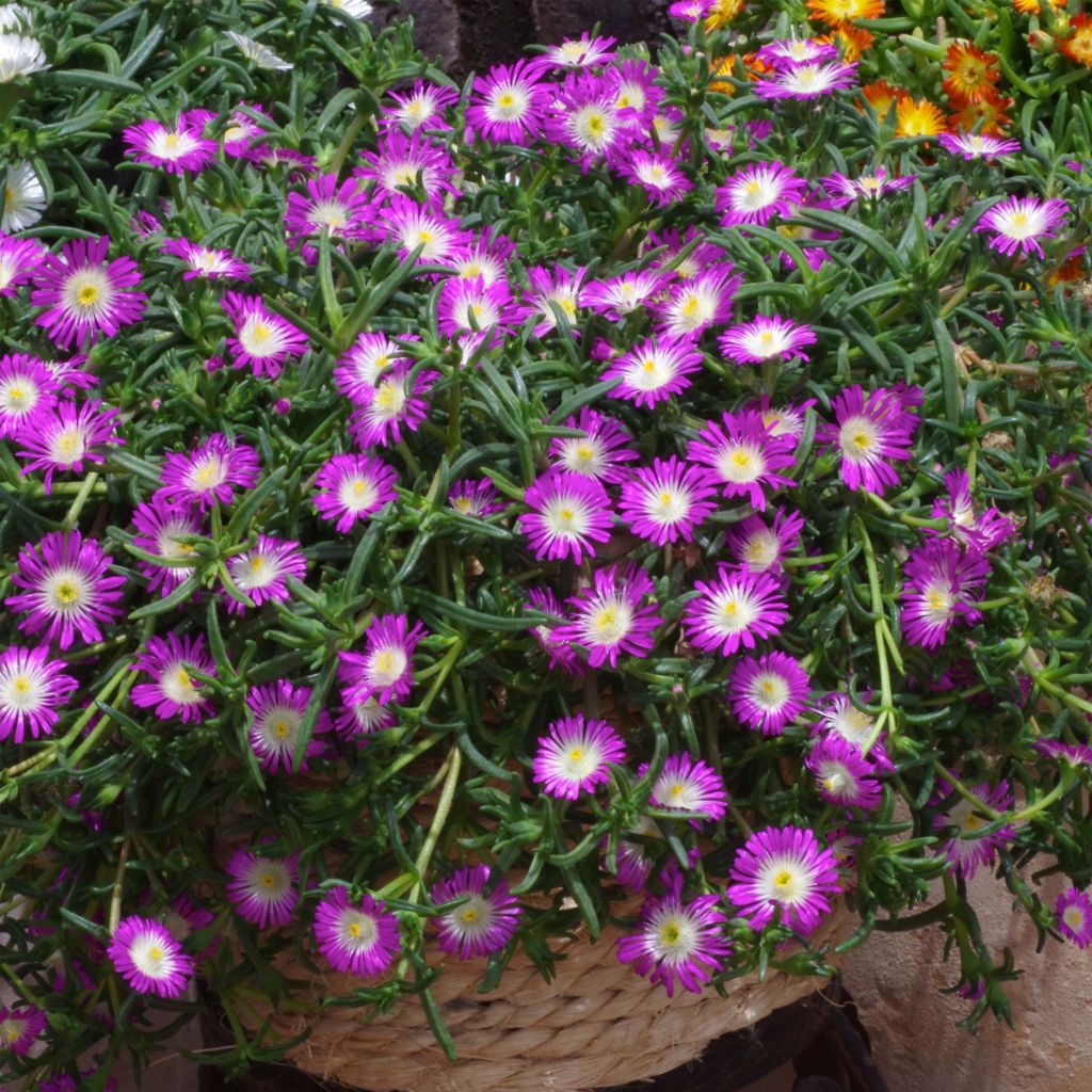 Delosperma Wheels of Wonder Violet - Alfombra rosa