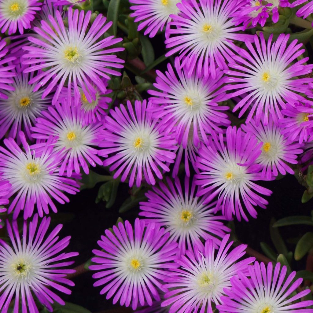 Delosperma Wheels of Wonder Violet - Alfombra rosa