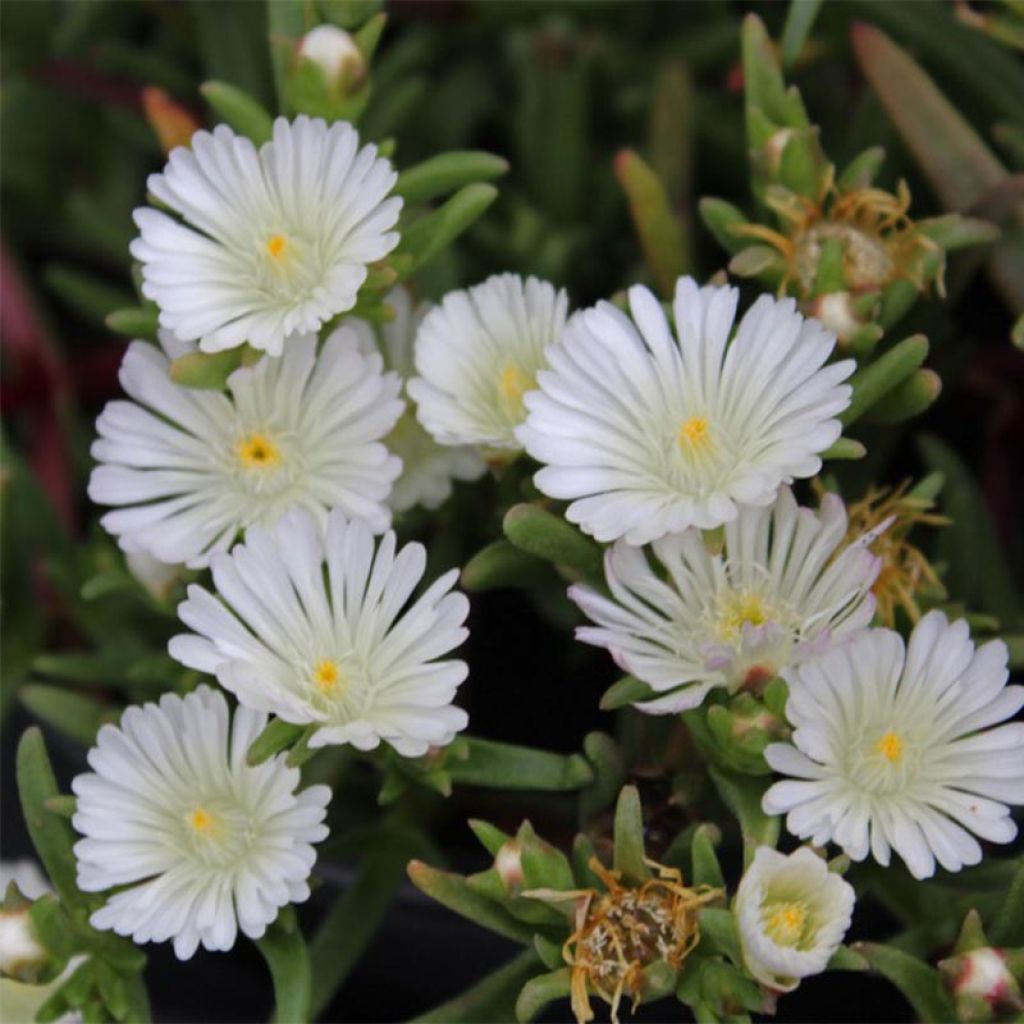 Delosperma Wheels of Wonder White - Alfombra rosa