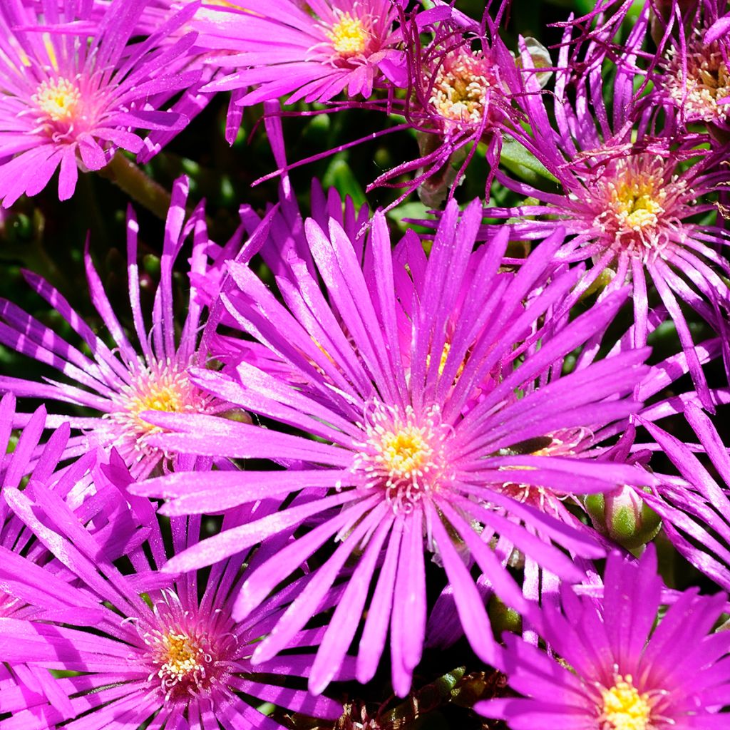 Delosperma cooperi - Alfombra rosa