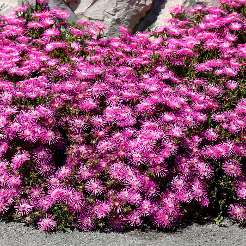 Delosperma cooperi - Alfombra rosa