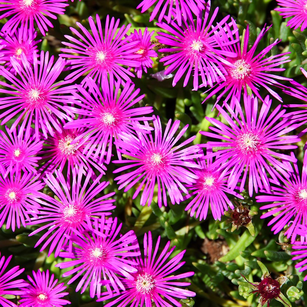 Delosperma cooperi - Alfombra rosa