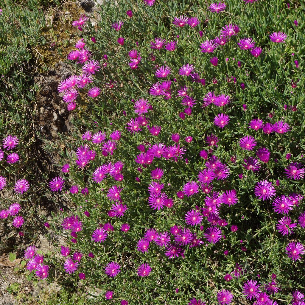 Delosperma cooperi - Alfombra rosa