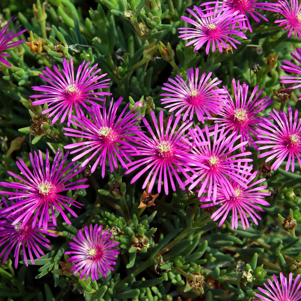 Delosperma cooperi - Alfombra rosa