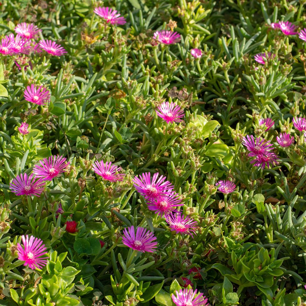 Delosperma cooperi - Alfombra rosa