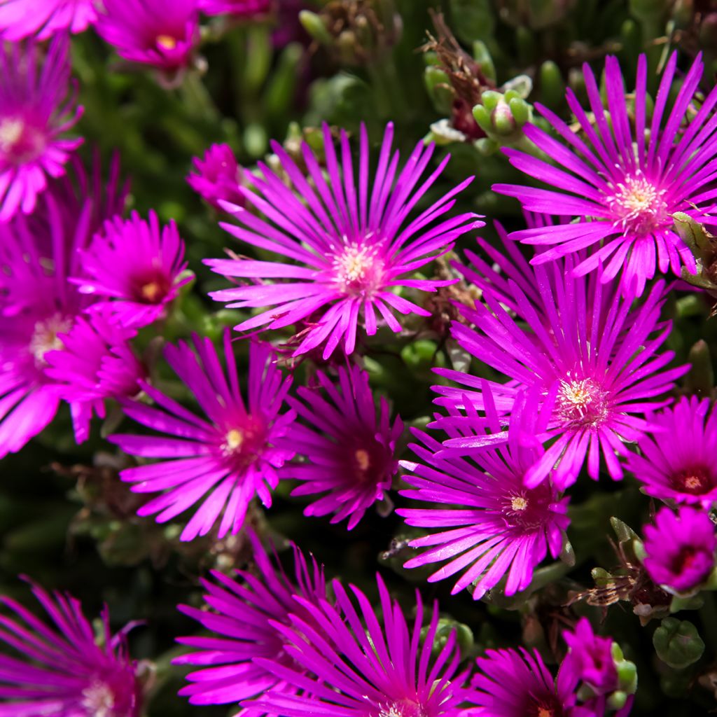 Delosperma cooperi - Alfombra rosa