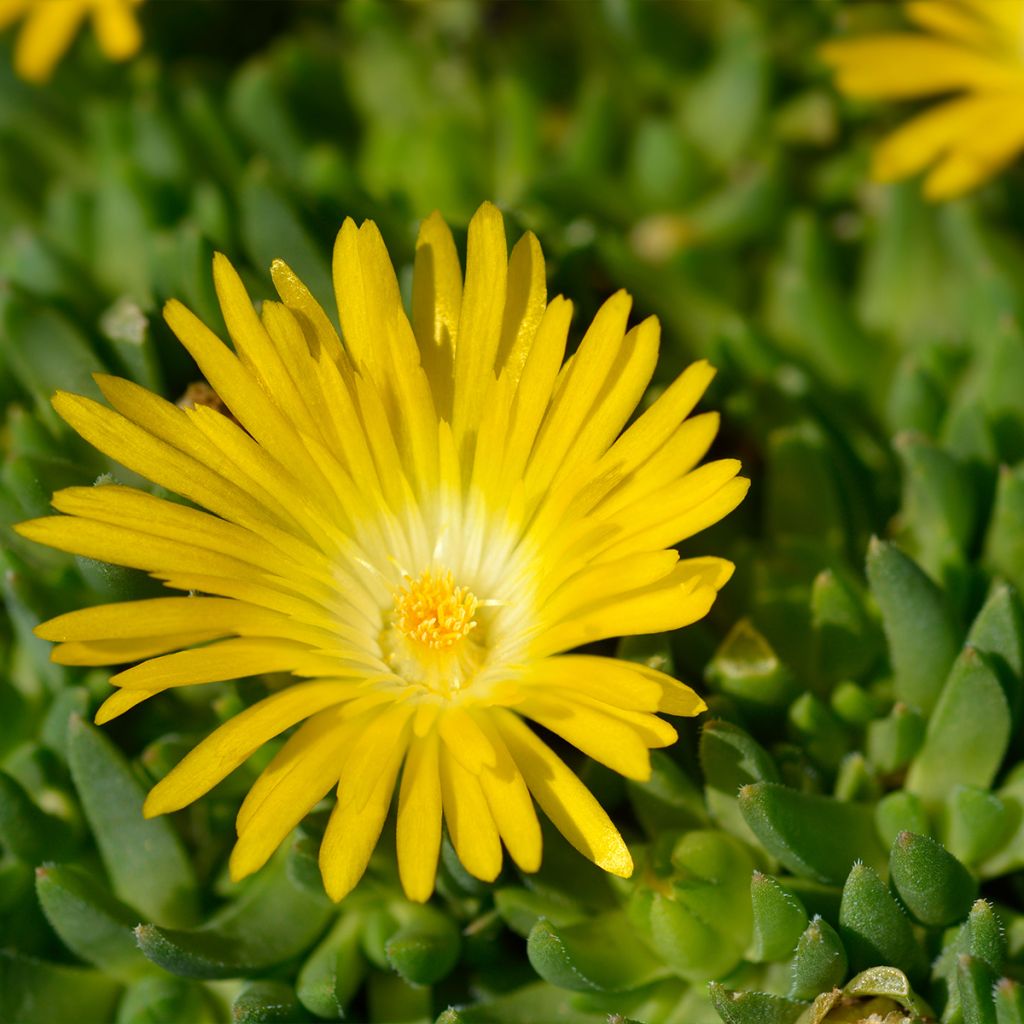 Delosperma deschampsii