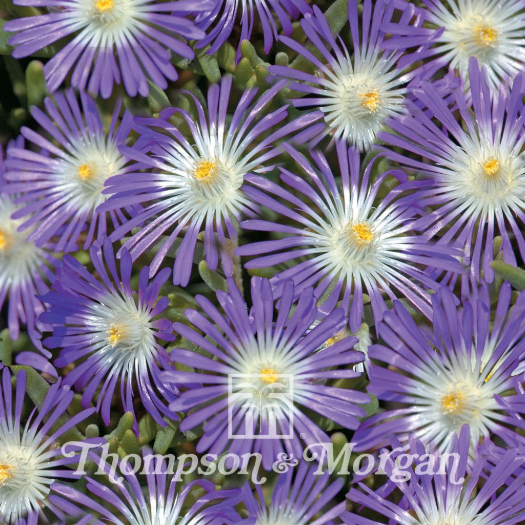 Graines de Pourpier de Cooper Stardust - Delosperma floribundum Stardust