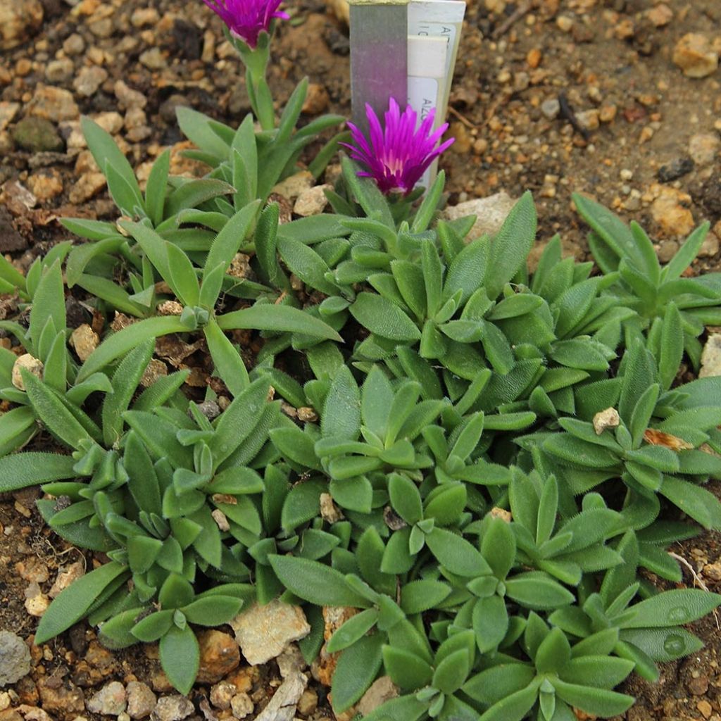 Delosperma sutherlandii - Pourpier de Sutherland