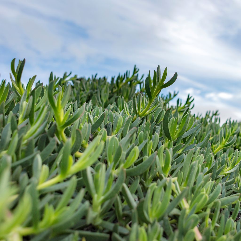 Delosperma sutherlandii