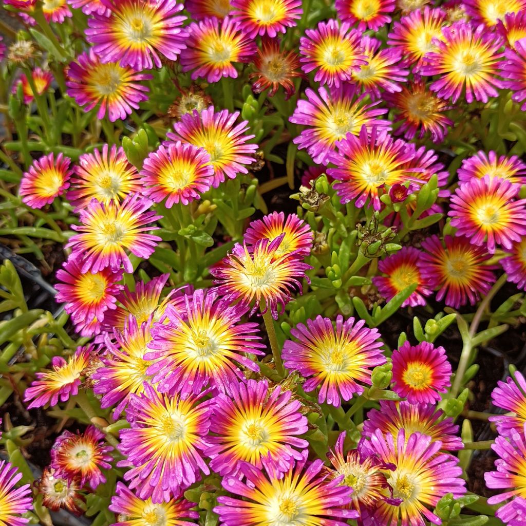 Delosperma Wheels of Wonder Hot Pink