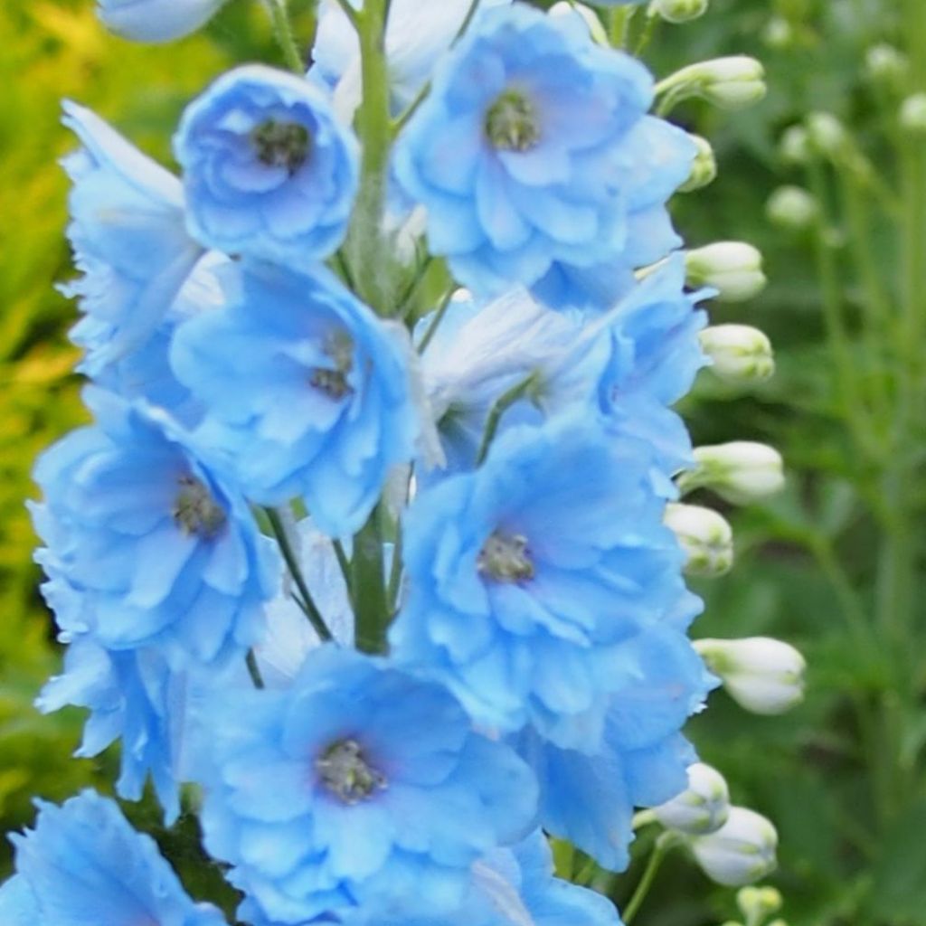 Delphinium Blue Lace, Pied d Alouette