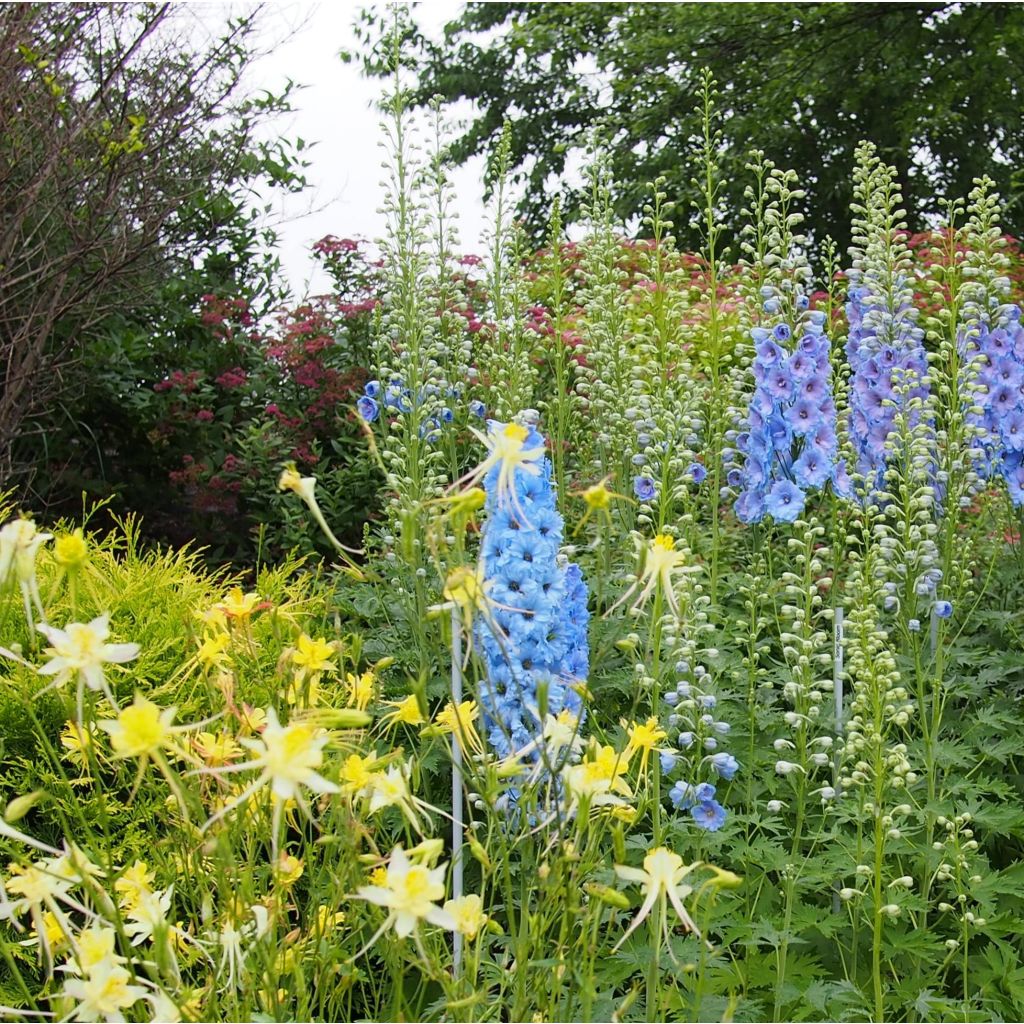 Delphinium Blue Lace, Pied d Alouette