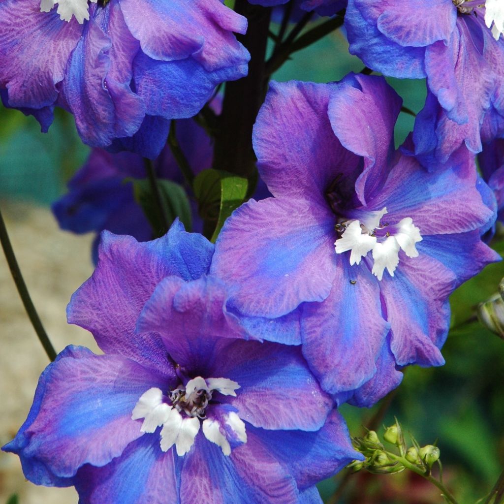 Delphinium Blue Triumphator, Pied d Alouette