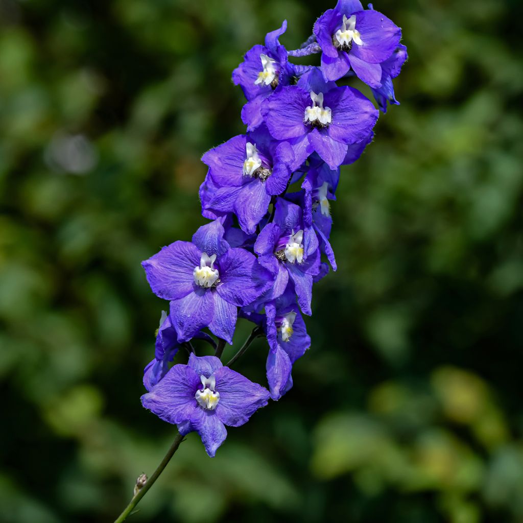 Espuela de caballero - Delphinium Pacific-hybrid Christel