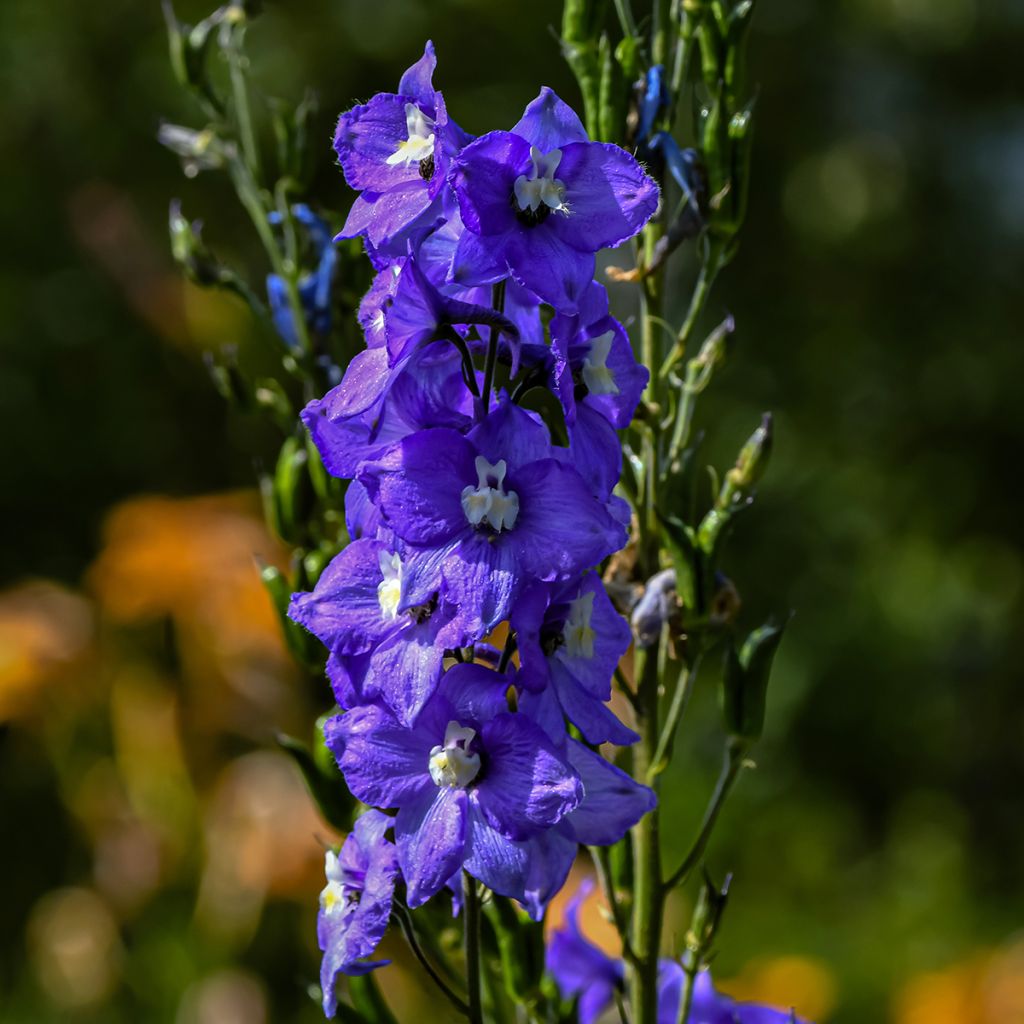 Espuela de caballero - Delphinium Pacific-hybrid Christel