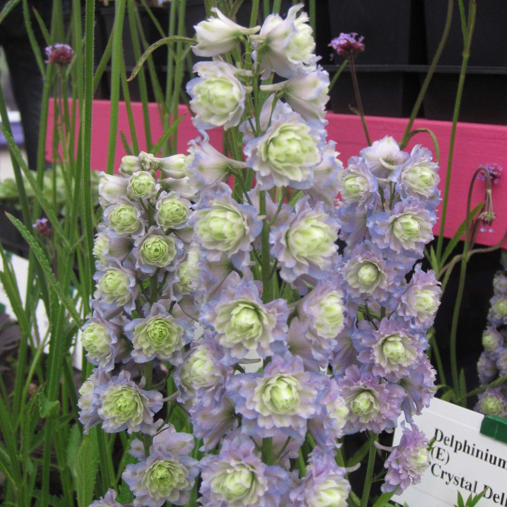 Delphinium Crystal Delight - Pied d'alouette élevé