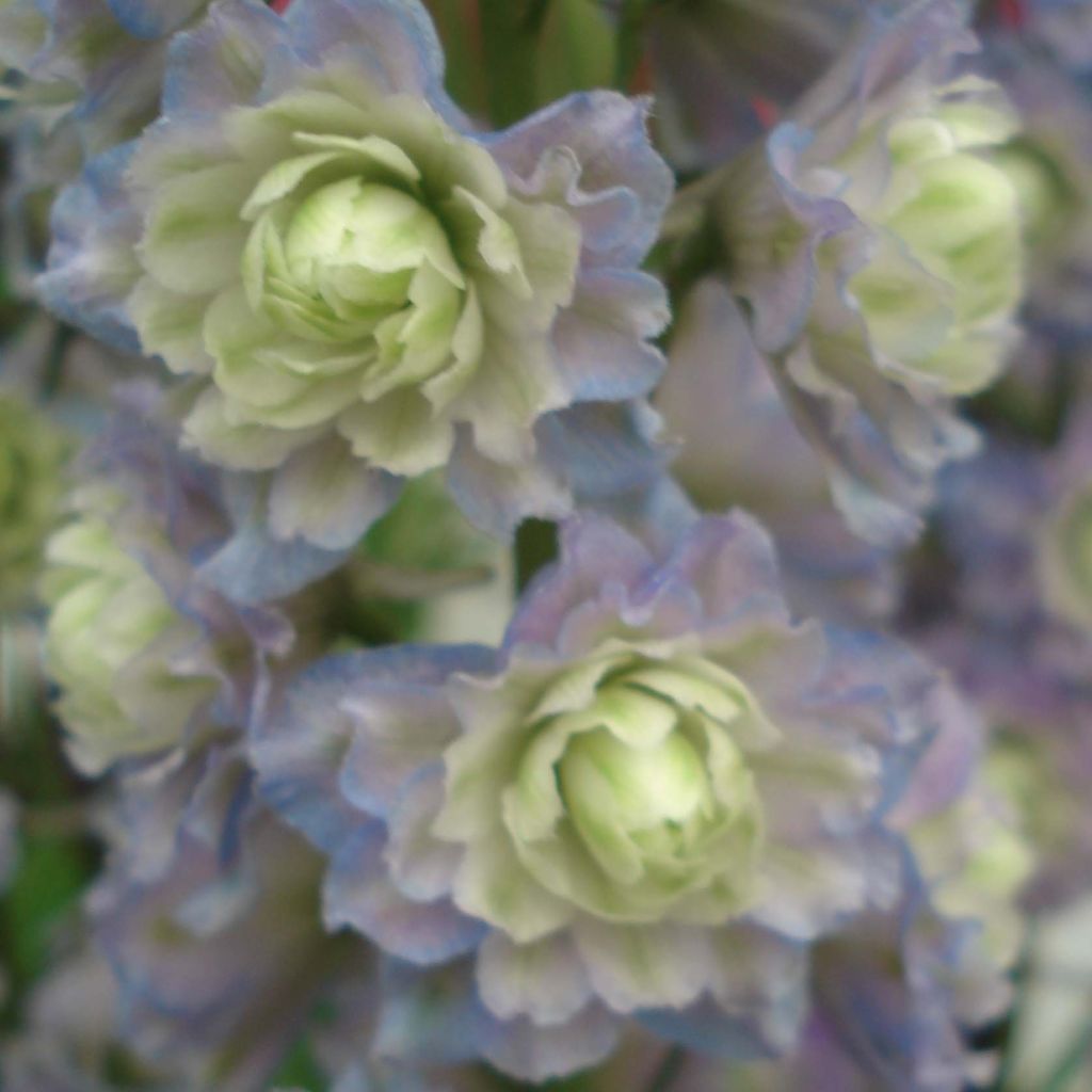 Delphinium Crystal Delight - Pied d'alouette élevé