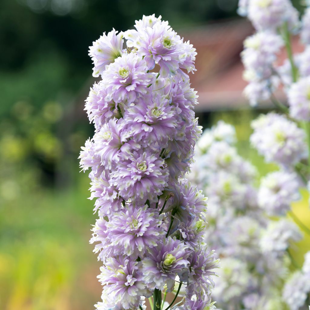 Espuela de caballero - Delphinium Pacific-hybrid Crystal Delight