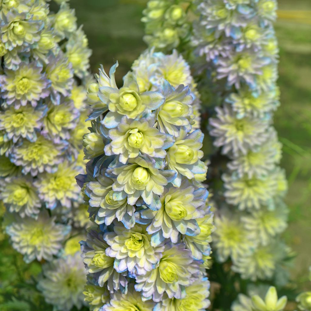 Espuela de caballero - Delphinium Pacific-hybrid Crystal Delight