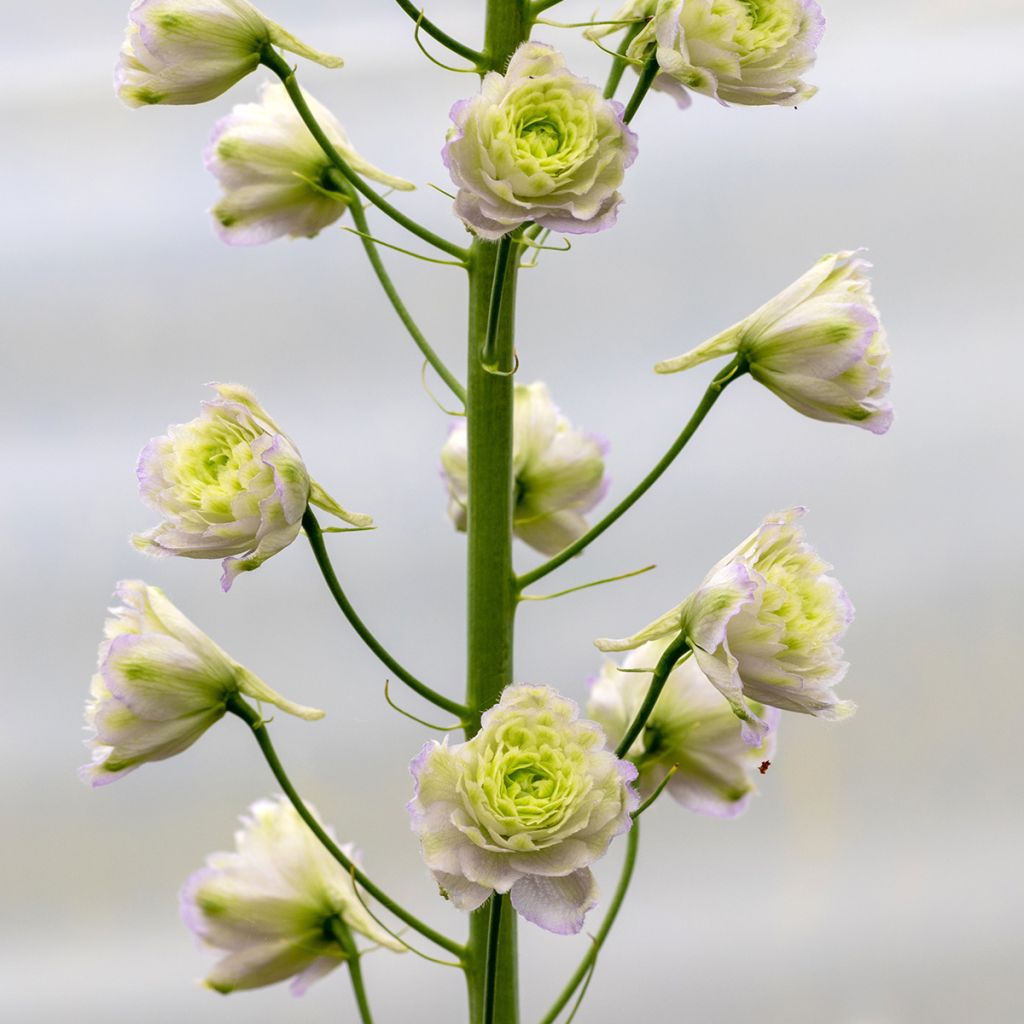 Espuela de caballero - Delphinium Pacific-hybrid Crystal Delight