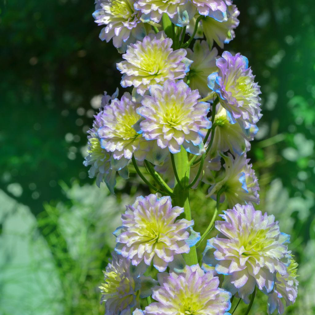 Espuela de caballero - Delphinium Pacific-hybrid Crystal Delight