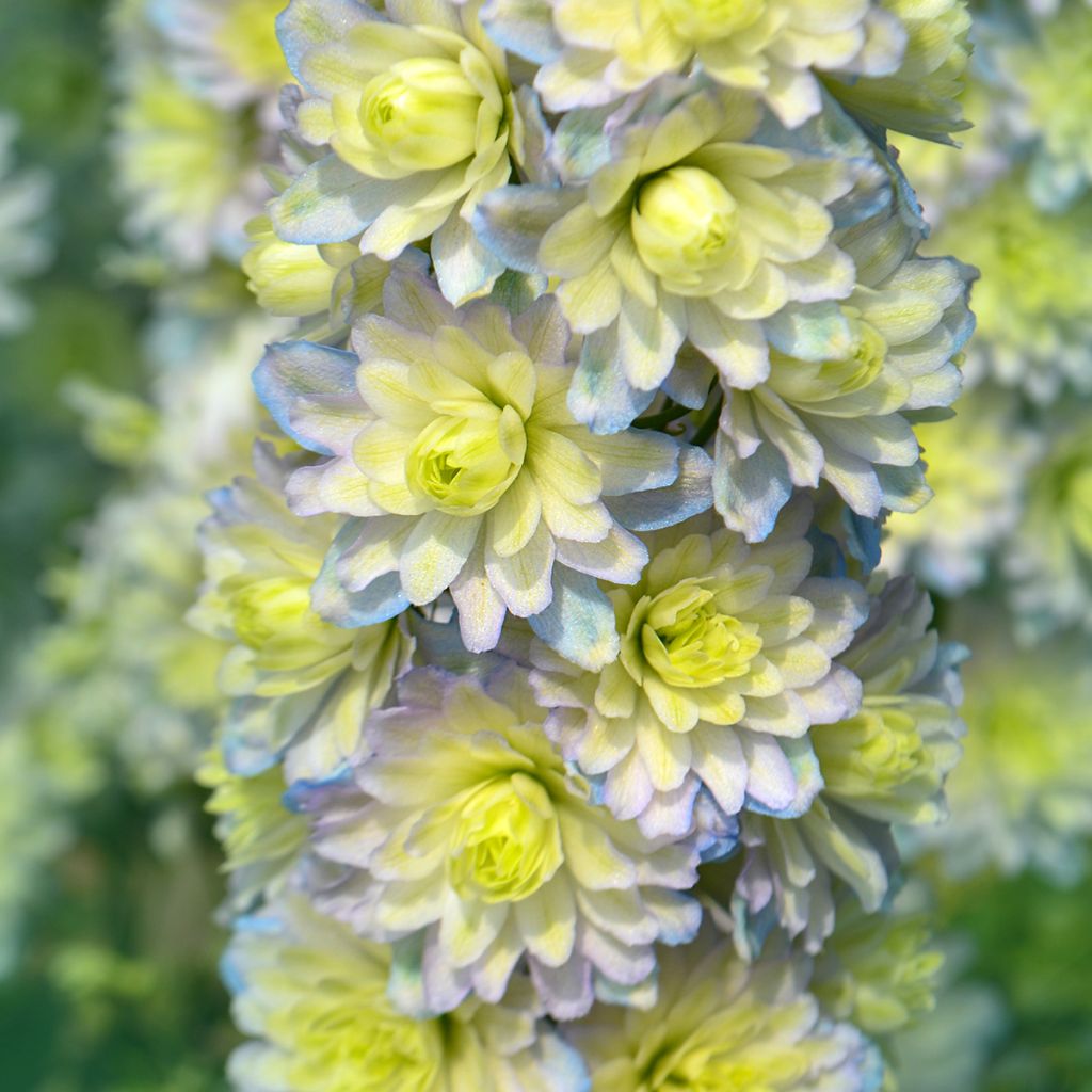 Espuela de caballero - Delphinium Pacific-hybrid Crystal Delight