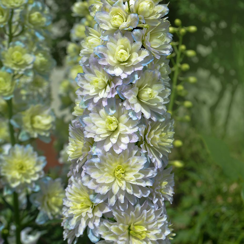 Espuela de caballero - Delphinium Pacific-hybrid Crystal Delight