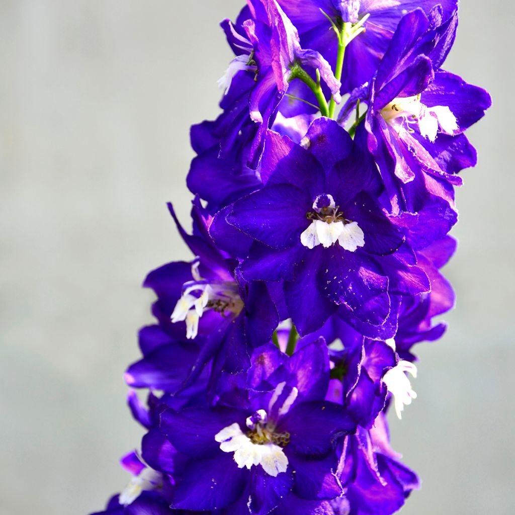 Espuela de caballero - Delphinium Pacific-hybrid Magic Fountain Dark Blue-White Be