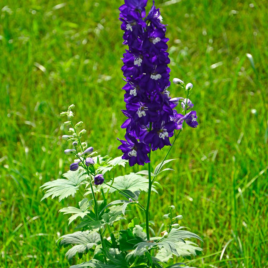 Espuela de caballero - Delphinium Pacific-hybrid Magic Fountain Dark Blue-White Be