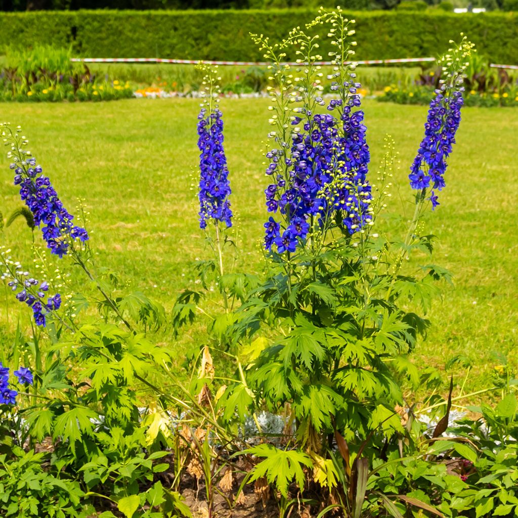 Espuela de caballero - Delphinium Pacific-hybrid Magic Fountain Dark Blue-White Be