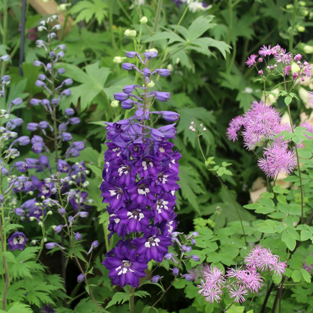 Espuela de caballero - Delphinium Pacific-hybrid Magic Fountain Dark Blue-White Be