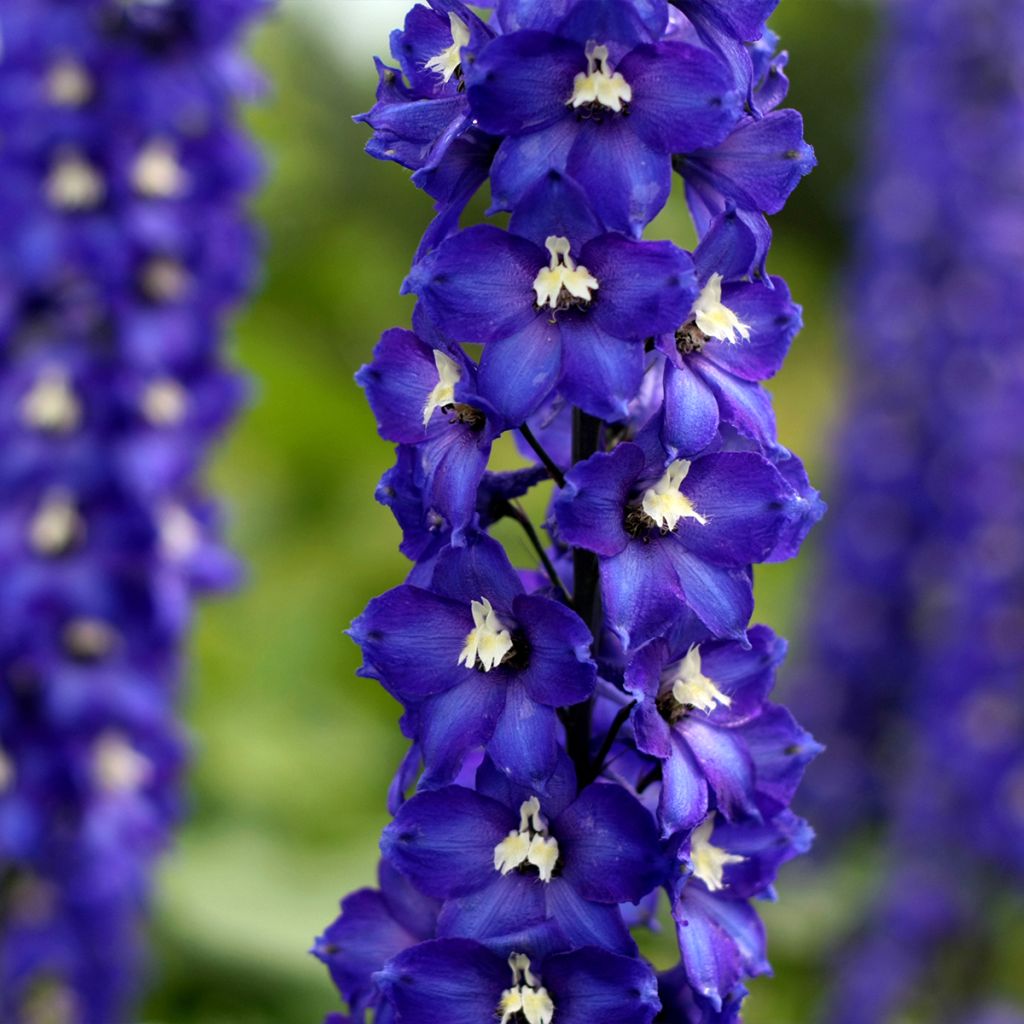 Espuela de caballero - Delphinium Pacific-hybrid Magic Fountain Dark Blue-White Be