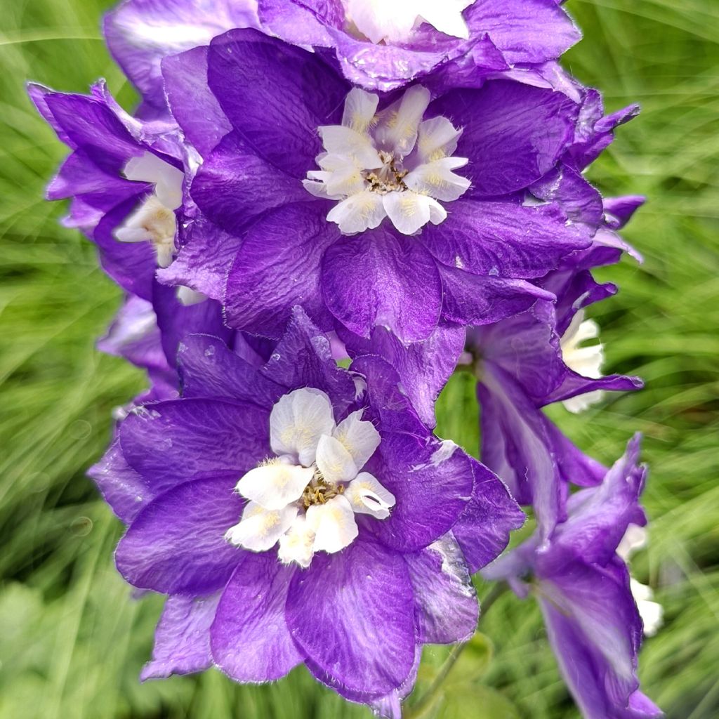 Espuela de caballero - Delphinium Pacific-hybrid Magic Fountain Dark Blue-White Be