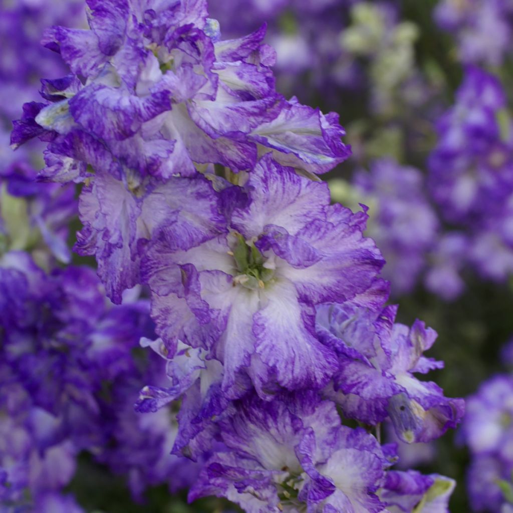 Graines de Delphinium DelQIS White Blue Edge - Pied d'alouette