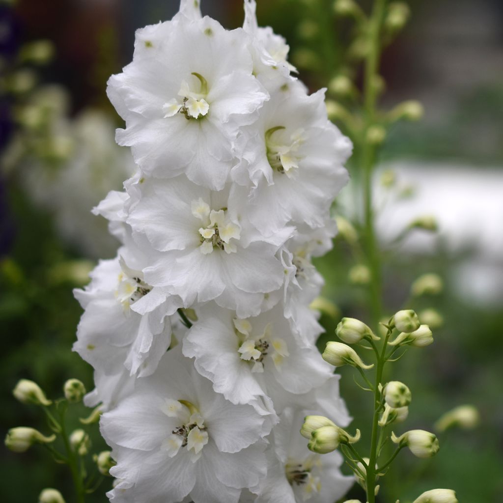 Espuela de caballero - Delphinium Guardian White