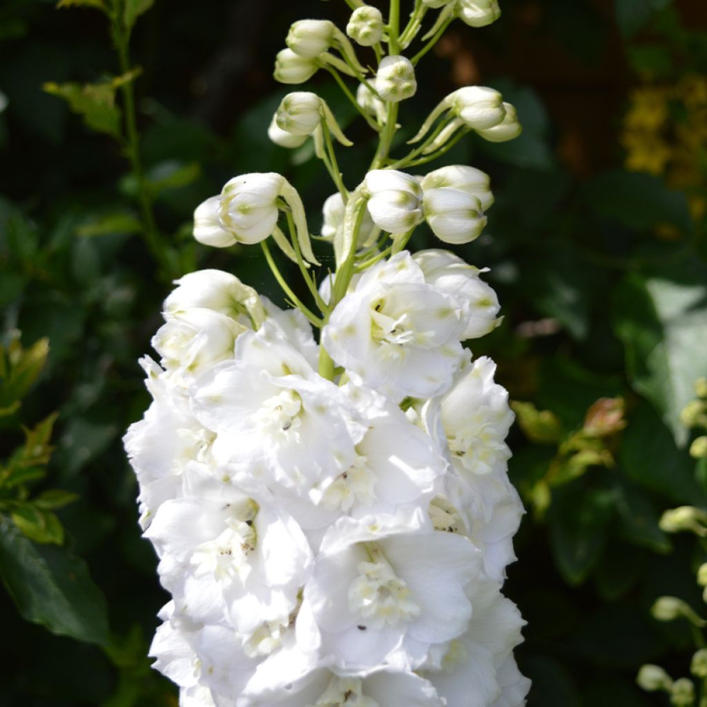 Espuela de caballero - Delphinium Guardian White