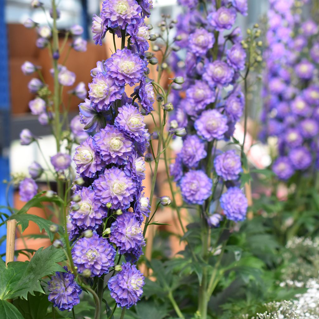 Espuela de caballero - Delphinium elatum Highlander Bolero